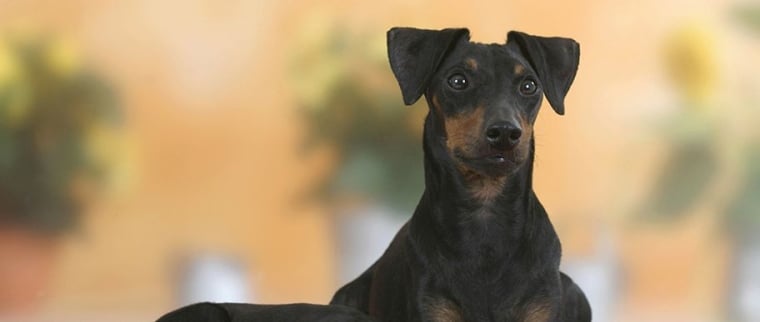 Manchester terrier